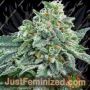 True Gold OG by Anesia Seeds Cannabis Seeds For Sale at Just Feminized