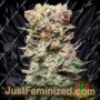 Bluehell Auto by Medical Seeds Co Cannabis Seeds For Sale at Just Feminized