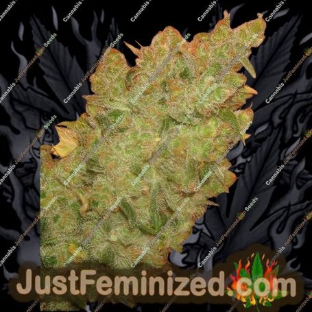 Jack La Mota by Medical Seeds Co Cannabis Seeds For Sale at Just Feminized