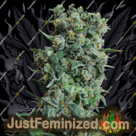 Malakoff by Medical Seeds Co Cannabis Seeds For Sale at Just Feminized