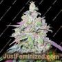 Mendocino Chanel Kush by Medical Seeds Co Cannabis Seeds For Sale at Just Feminized