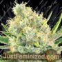Vanilla Frosting by Anesia Seeds Cannabis Seeds For Sale at Just Feminized
