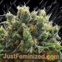 White Runtz by Anesia Seeds Cannabis Seeds For Sale at Just Feminized