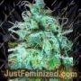 Black Afghani Kush by Medicann Cannabis Seeds For Sale at Just Feminized