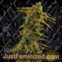 Black Blood by Medicann Cannabis Seeds For Sale at Just Feminized