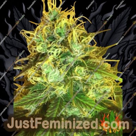 Blue Mountain Durban by Medicann Cannabis Seeds For Sale at Just Feminized