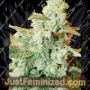 Kush Fromage Auto by Medicann Cannabis Seeds For Sale at Just Feminized