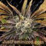 OG Kush by Medicann Cannabis Seeds For Sale at Just Feminized