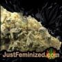 OG Kush by Medicann Buds Weed Ganja Skunk Pot Reefer Dope Herb Pics Images