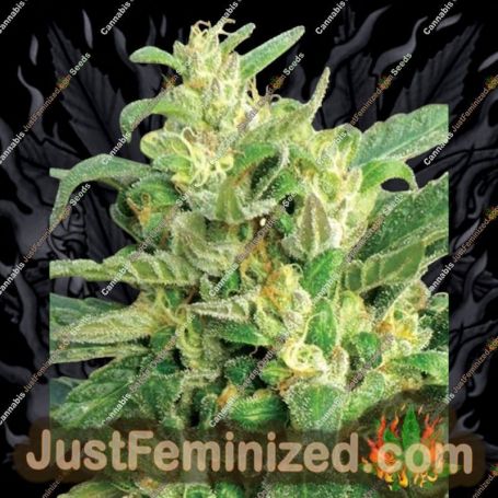 Scrog by Medicann Cannabis Seeds For Sale at Just Feminized