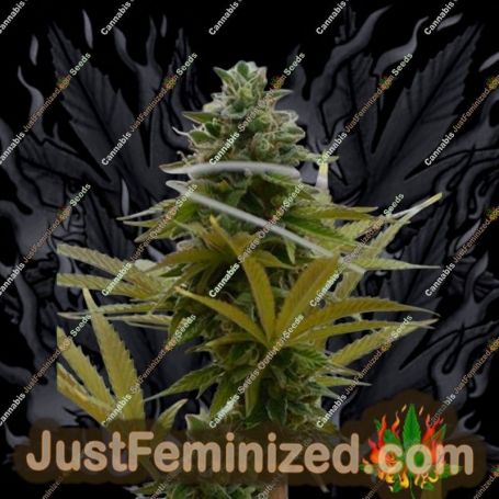 SFV OG Kush by Medicann Cannabis Seeds For Sale at Just Feminized