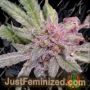Strawberry Banana by Medicann Cannabis Seeds For Sale at Just Feminized