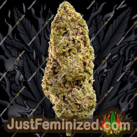 Fast Master by Mega Buds Cannabis Seeds For Sale at Just Feminized