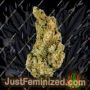 Giant Skittlez by Mega Buds Cannabis Seeds For Sale at Just Feminized