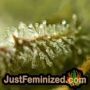 Mega by Mega Buds THC CBD Close Up Trichomes Potency Yield Indica Sativa Strain Pic Images