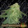 Beary White Auto by Mephisto Genetics Cannabis Seeds For Sale at Just Feminized
