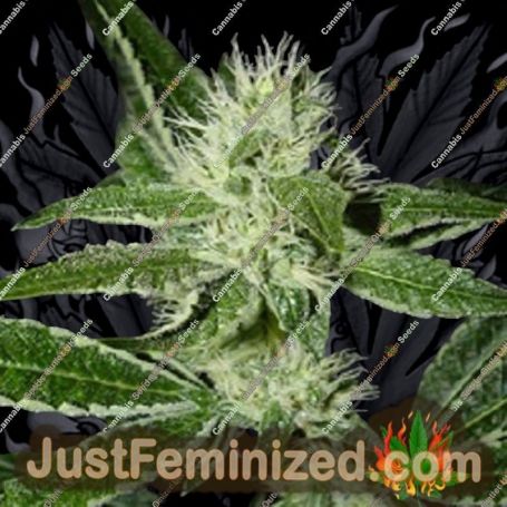 BWB OG (XXx OG) by Apothecary Genetics Cannabis Seeds For Sale at Just Feminized