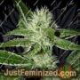 BWB OG (XXx OG) by Apothecary Genetics Cannabis Seeds For Sale at Just Feminized