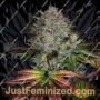 Creme De La Chem Auto by Mephisto Genetics Cannabis Seeds For Sale at Just Feminized