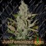Northern Cheese Haze Auto by Mephisto Genetics Cannabis Seeds For Sale at Just Feminized