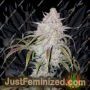 Sour Stomper Auto by Mephisto Genetics Cannabis Seeds For Sale at Just Feminized
