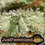 Sour Stomper Auto by Mephisto Genetics THC CBD Close Up Trichomes Potency Yield Indica Sativa Strain Pic Images