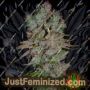 Blueberry Domina Auto by Ministry of Cannabis Cannabis Seeds For Sale at Just Feminized