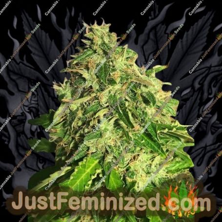 Cannabis Light Auto CBD by Ministry of Cannabis Cannabis Seeds For Sale at Just Feminized
