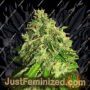 Cannabis Light Auto CBD by Ministry of Cannabis Cannabis Seeds For Sale at Just Feminized