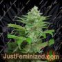 Star Auto by Ministry of Cannabis Cannabis Seeds For Sale at Just Feminized