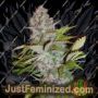 Cream NL Auto by Ministry of Cannabis Cannabis Seeds For Sale at Just Feminized
