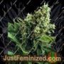White Widow Auto by Ministry of Cannabis Cannabis Seeds For Sale at Just Feminized