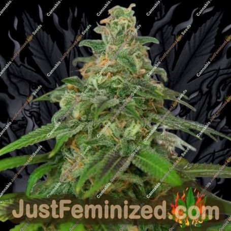 Autopilot XXL Auto by Ministry of Cannabis Cannabis Seeds For Sale at Just Feminized