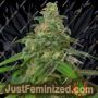 Autopilot XXL Auto by Ministry of Cannabis Cannabis Seeds For Sale at Just Feminized