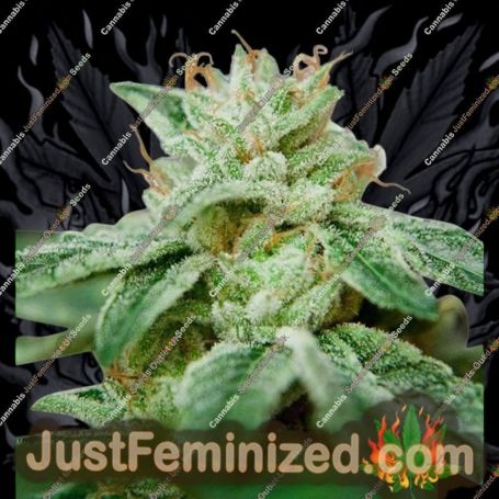 Star by Ministry of Cannabis Cannabis Seeds For Sale at Just Feminized