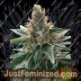 Gods Glue by Ministry of Cannabis Cannabis Seeds For Sale at Just Feminized