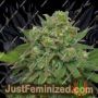 Instakush by Ministry of Cannabis Cannabis Seeds For Sale at Just Feminized