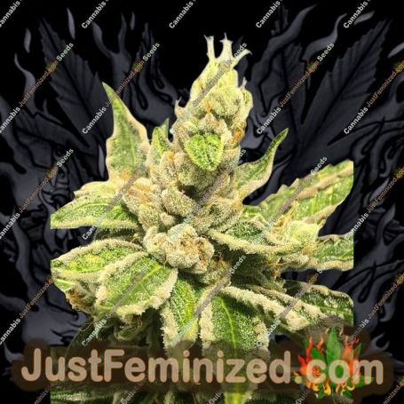 Mamacitas Cookies by Ministry of Cannabis Cannabis Seeds For Sale at Just Feminized