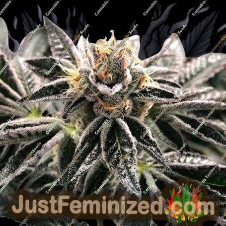 Mandarin Gelato by Ministry of Cannabis Cannabis Seeds For Sale at Just Feminized