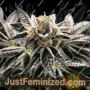 Mandarin Gelato by Ministry of Cannabis Cannabis Seeds For Sale at Just Feminized