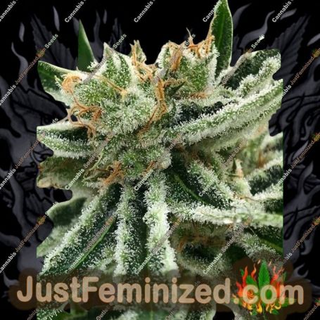 Mandarin Haze by Ministry of Cannabis Cannabis Seeds For Sale at Just Feminized