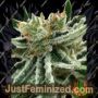 Mandarin Haze by Ministry of Cannabis Cannabis Seeds For Sale at Just Feminized