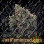 Ultra White Amnesia by Ministry of Cannabis Cannabis Seeds For Sale at Just Feminized