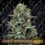 White Widow by Ministry of Cannabis Cannabis Seeds For Sale at Just Feminized
