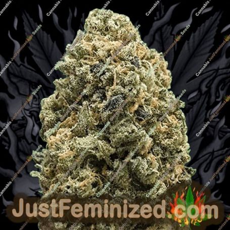 Girl Scout Cookies by Monster Genetics Cannabis Seeds For Sale at Just Feminized