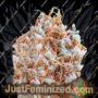 Zkittlez by Monster Genetics Cannabis Seeds For Sale at Just Feminized