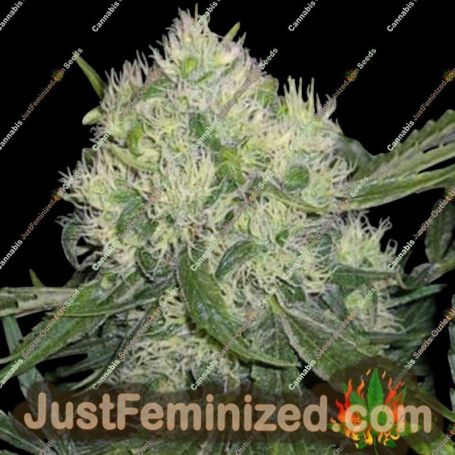 Afghan Skunk by Mr Nice Seeds Cannabis Seeds For Sale at Just Feminized