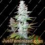 Black Widow by Mr Nice Seeds Cannabis Seeds For Sale at Just Feminized