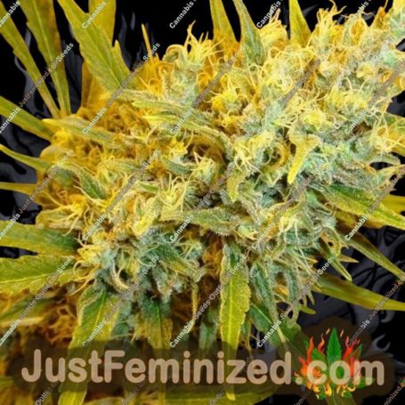 Critical Haze by Mr Nice Seeds Cannabis Seeds For Sale at Just Feminized
