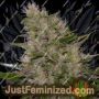 Critical Mass by Mr Nice Seeds Cannabis Seeds For Sale at Just Feminized